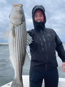 Cape Cod's Striped Bass